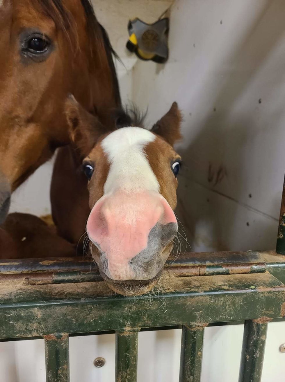 Gallery Running G Equine Equine Veterinarian Central Iowa