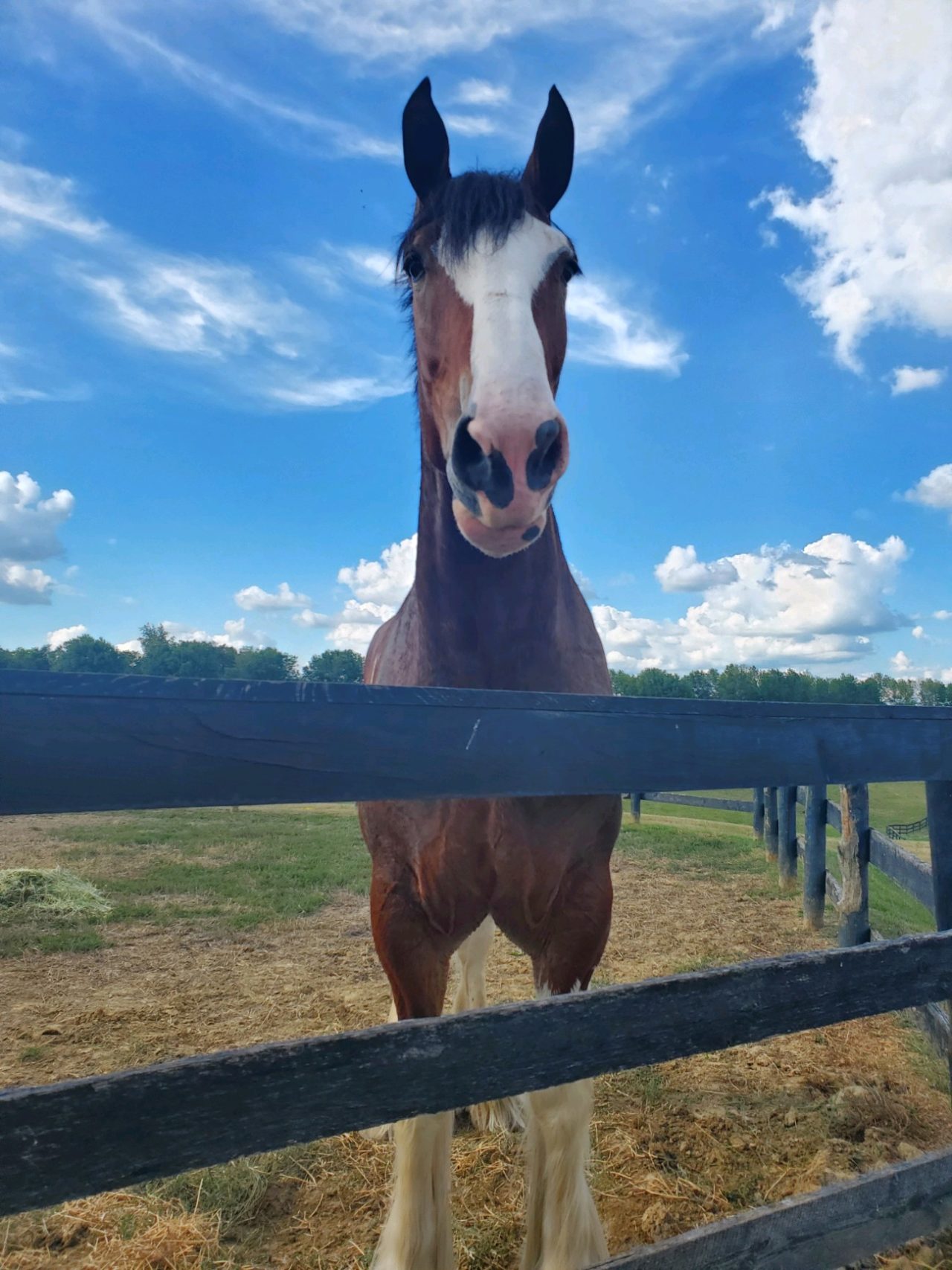 Gallery Running G Equine Equine Veterinarian Central Iowa